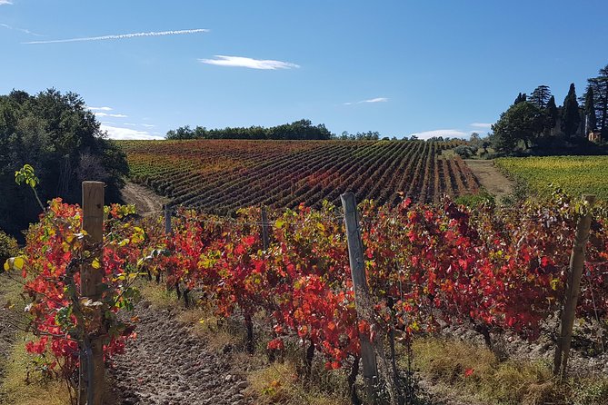 Umbria E-Bike & Wine Tour through Vineyards and Olive Groves - Following the Assisi-Spoleto Greenways toward Cannara