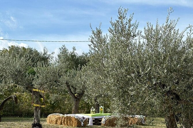 Umbria: Guided tour to Traditional Olive Oil Mill and Tasting - Who will get the most from this experience