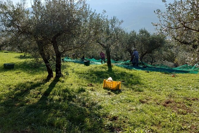 Umbria: Guided tour to Traditional Olive Oil Mill and Tasting - Price, timing, and cancellation advice