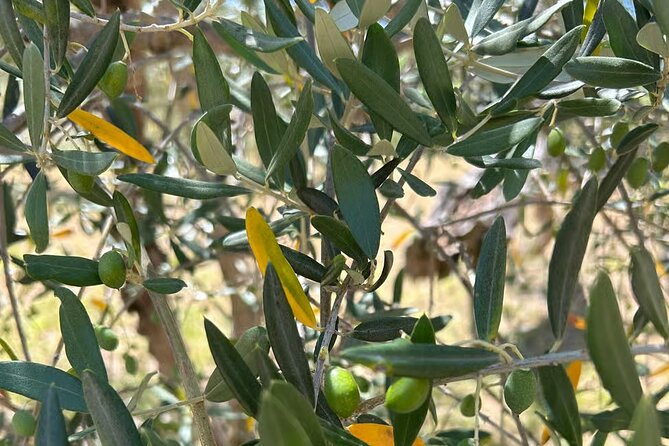 Umbria: Guided tour to Traditional Olive Oil Mill and Tasting - Should you book the Giano dellUmbria olive mill tour?