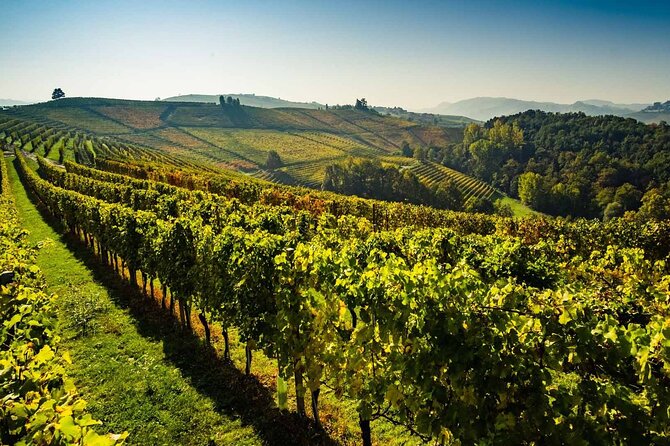 Valpolicella Wine and Olive Oil Tasting with Lunch from Verona - Valentina’s local touch may be the day’s greatest asset