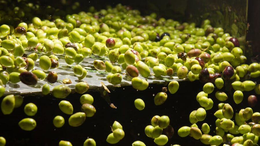 Visit an almazara + extra virgin olive oil tasting: Baeza - Key Points To Know Before You Go
