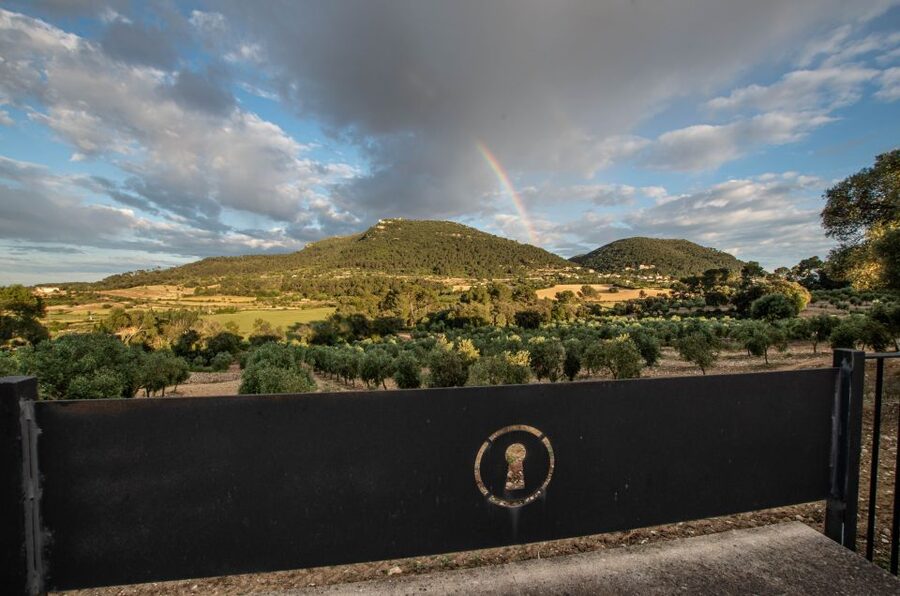 Visit of the olive grove, olive oil tasting and snack - Arriving at Finca Treurer at 11 a.m.