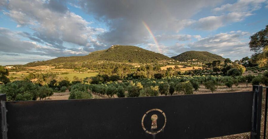 Visit of the olive grove, olive oil tasting and snack - Walking through the olive grove for ten minutes