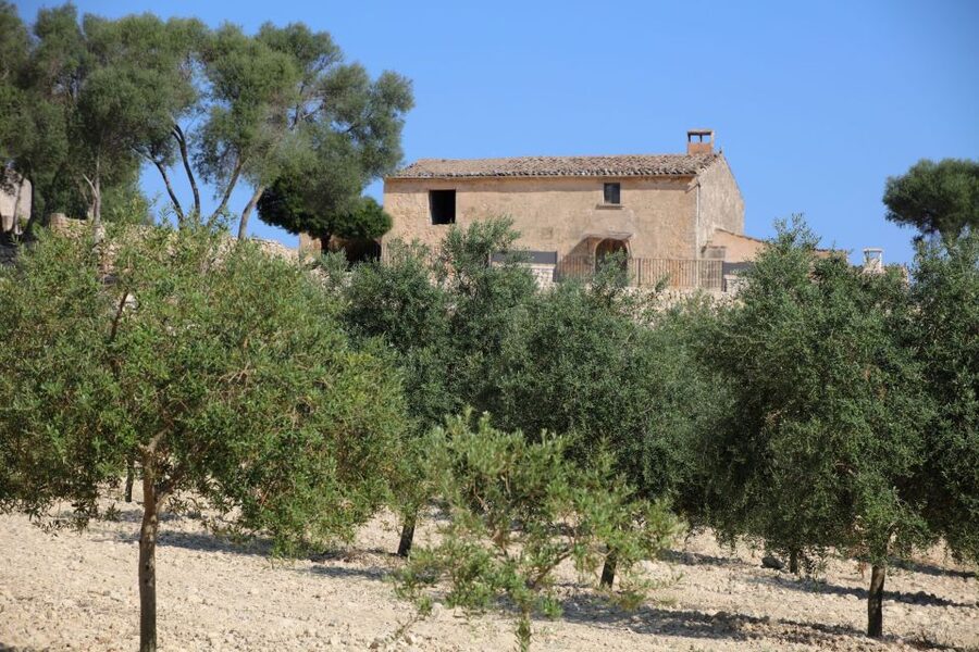 Visit of the olive grove, olive oil tasting and snack - Who should book this Mallorca olive oil experience?