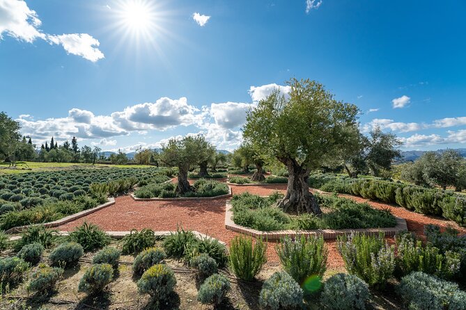 Visit Oil Mill Museum and Olive Oil Tasting in Ronda - The museum and exhibition spaces