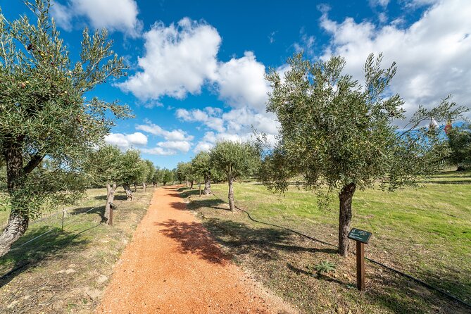 Visit Oil Mill Museum and Olive Oil Tasting in Ronda - The olive oil tasting is the main payoff