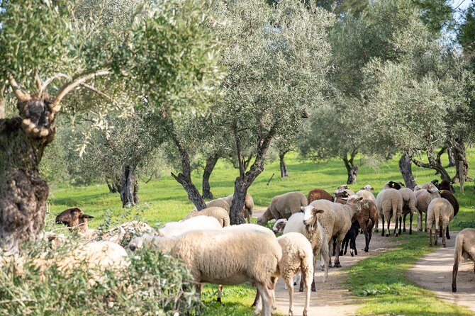 Visit Oil Mill Museum and Olive Oil Tasting in Ronda - Price, timing, and group size