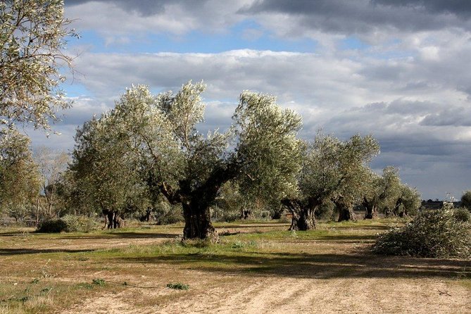Visit olive grove centenary with oil tasting course - Key points to know before booking