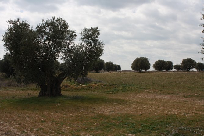 Visit olive grove centenary with oil tasting course - Why this outing feels different from a standard tasting