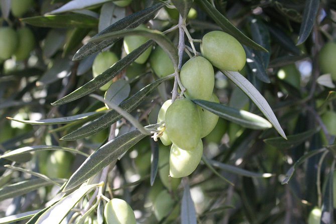Visit olive grove centenary with oil tasting course - Who will enjoy it most?