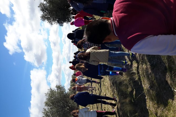 Visit olive grove centenary with oil tasting course - Walking through a 300-year-old grove