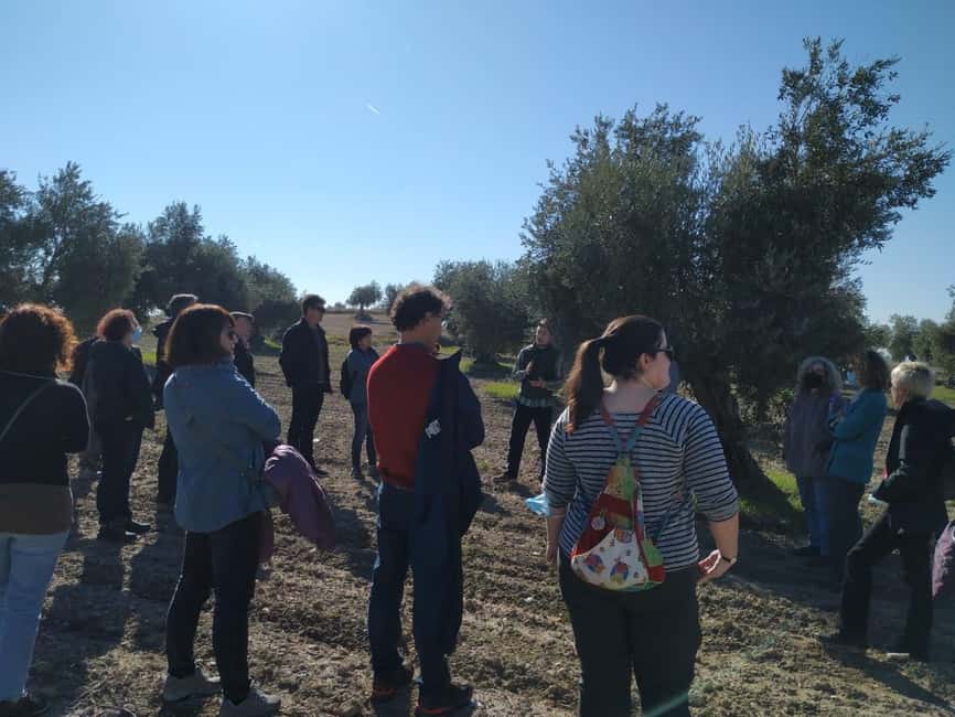 Visit to an olive oil mill and oil tasting with aperitif and food and wine pairing. - Starting at C. de Aranjuez, 6