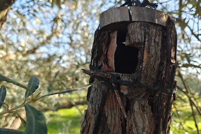 Visit to Family Ecological Olive Tree and Olive Oil Tasting - Adrian’s organic extra-virgin olive oil tasting