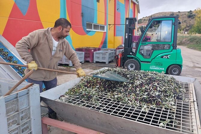 Visit to olive grove and olive mill with oil tasting and tasting - Learning how to taste two oils