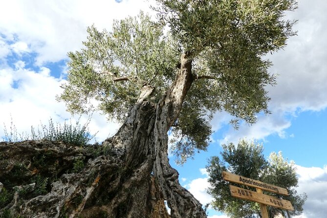 Visit to olive grove and olive mill with oil tasting and tasting - Inside the mill, from olive to bottle