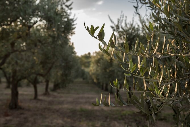 Visit to the olive grove, oil tasting and lunch at the farm - What happens during the two-hour visit