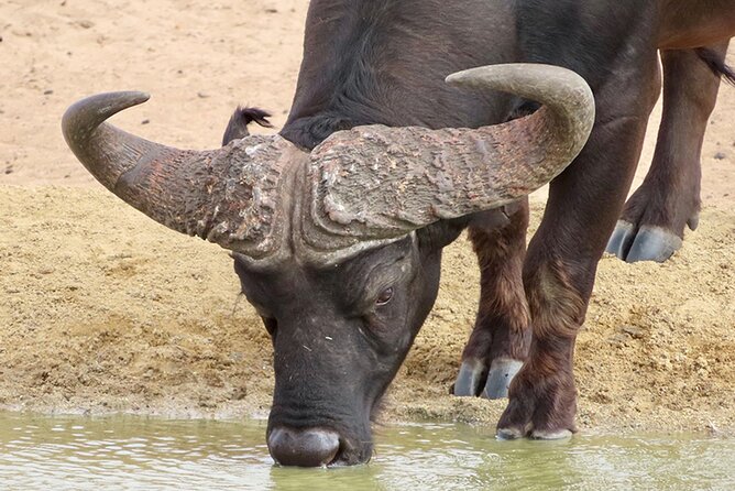Wildlife Safari, Olive, Beer/Wine Tasting Day Tour from Cape Town - Starting in Cape Town and heading toward Darling