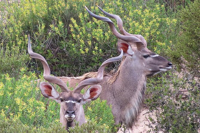 Wildlife Safari, Olive, Beer/Wine Tasting Day Tour from Cape Town - What the $227.87 price includes