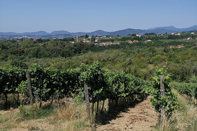 Wine and olive oil tasting & farm tour - What makes the hosts special