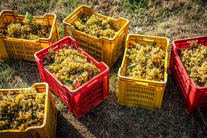 Wine and olive oil tasting & farm tour - Is the $43.25 price good value?