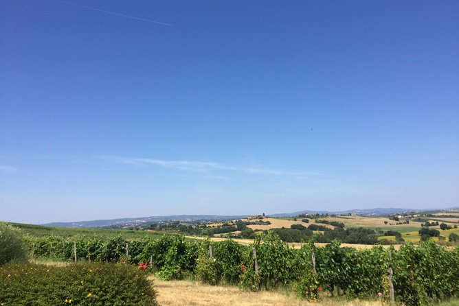 Wine and olive oil tastings with the locals - Cortona, Montepulciano, Pienza, and a flexible route