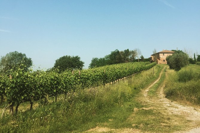 Wine and olive oil tastings with the locals - What the food tastings add