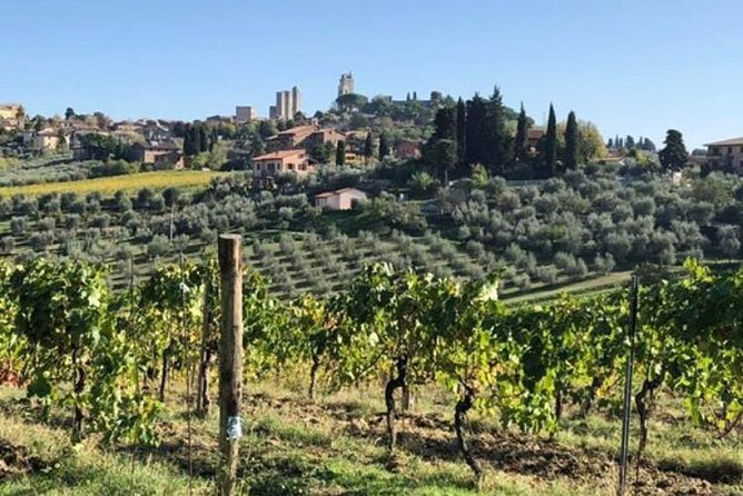 Wine and olive oil tastings with the locals - Debora Mazzierli as your guide