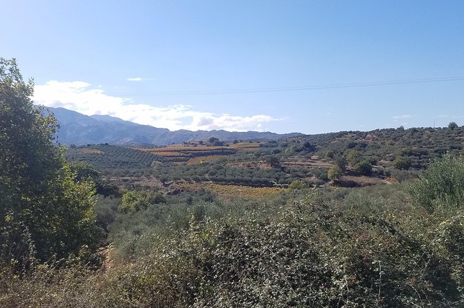 Wine, Olive Oil, and Honey Tour with Winemaker - A full day of Cretan food, wine, and farm life