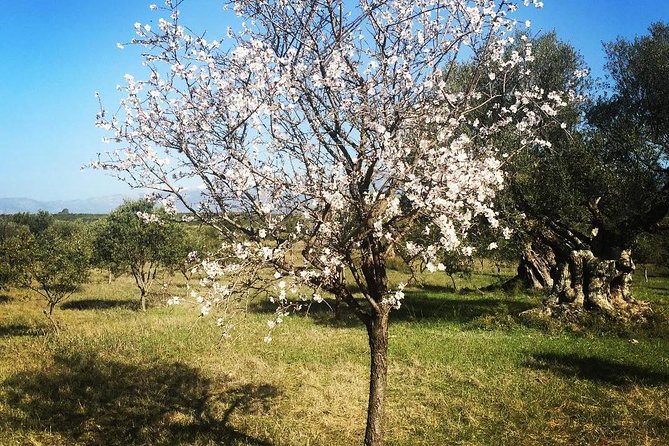WIne & Olive Oil Tasting in an Organic Farm in Laconia, Greece! - A Private Format That Works for Families and Couples