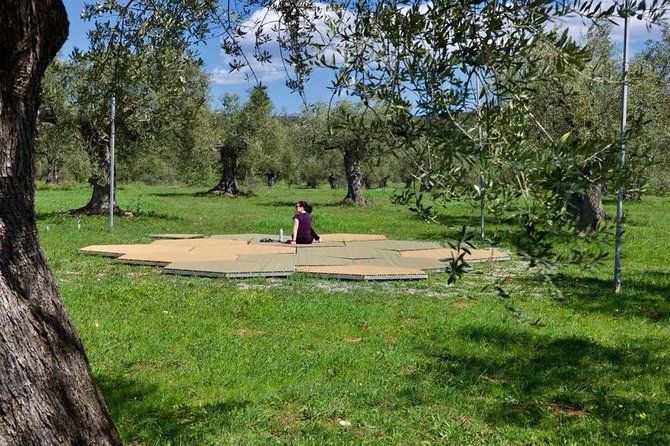 WIne & Olive Oil Tasting in an Organic Farm in Laconia, Greece! - The Optional Sparta Olive Oil Museum Visit