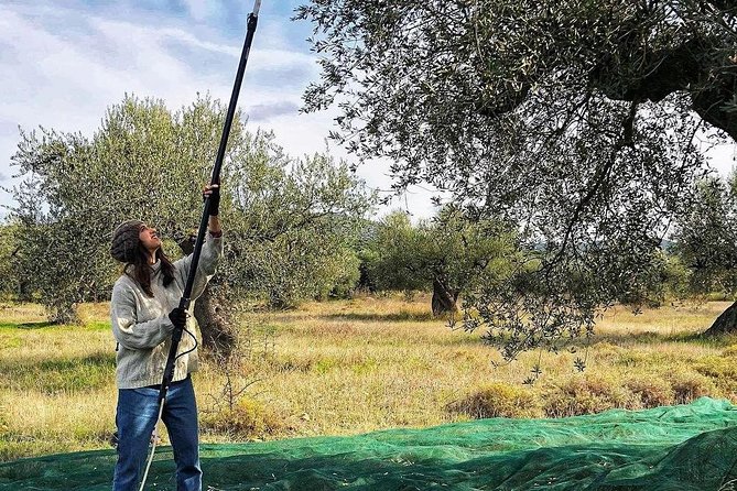 WIne & Olive Oil Tasting in an Organic Farm in Laconia, Greece! - Booking, Timing, and Cancellation Details