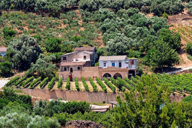 Wine & Olive Oil tasting one day private tour in Crete - Seeing one of Crete’s oldest olive trees