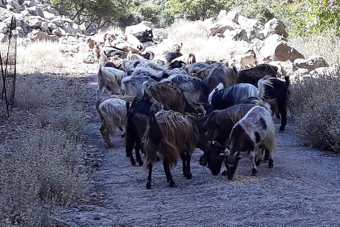 Wine & Olive Oil Tour with Lunch at Milia Mountain Retreat - Is the $181.48 price fair?