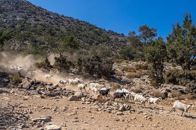Wine & Olive Oil Tour with lunch at the White Mountains - Crossing the Chania countryside by 4WD