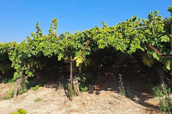 Wine Raki Olive Oil Tasting and Pottery - Private Tour - Alagni and five wines at a Cretan winery