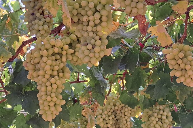 Wine Raki Olive Oil Tasting and Pottery - Private Tour - The guide can shape the tone of the day