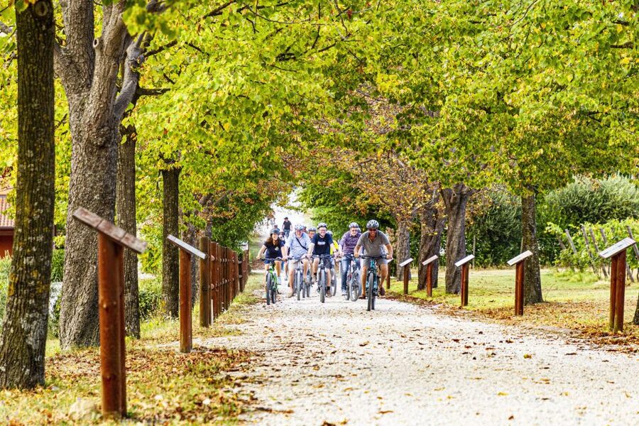Wine tasting tour with olive oil and salami - Key things to know before you book