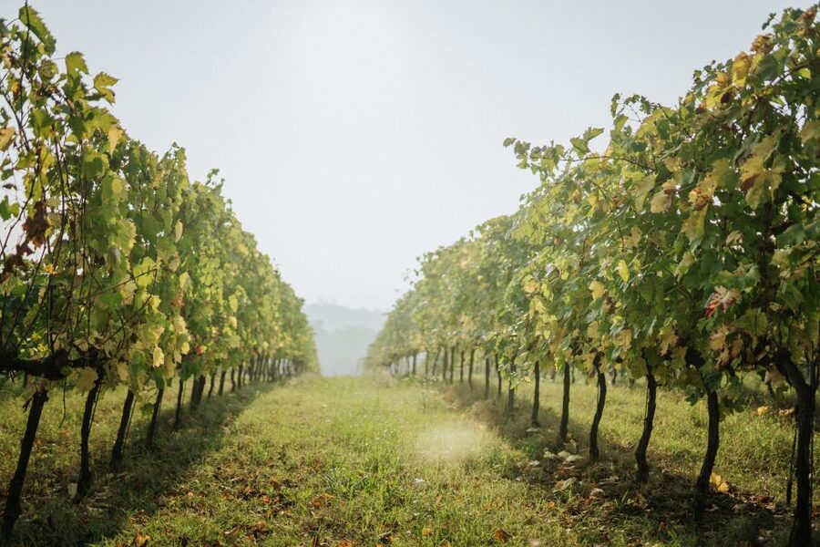 Wine tasting tour with olive oil and salami - A taste of Emilia-Romagna without a full-day commitment