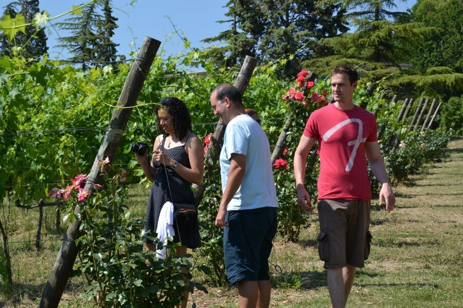 Wine tasting tour with olive oil and salami - Four wine tastes, with one detail to confirm
