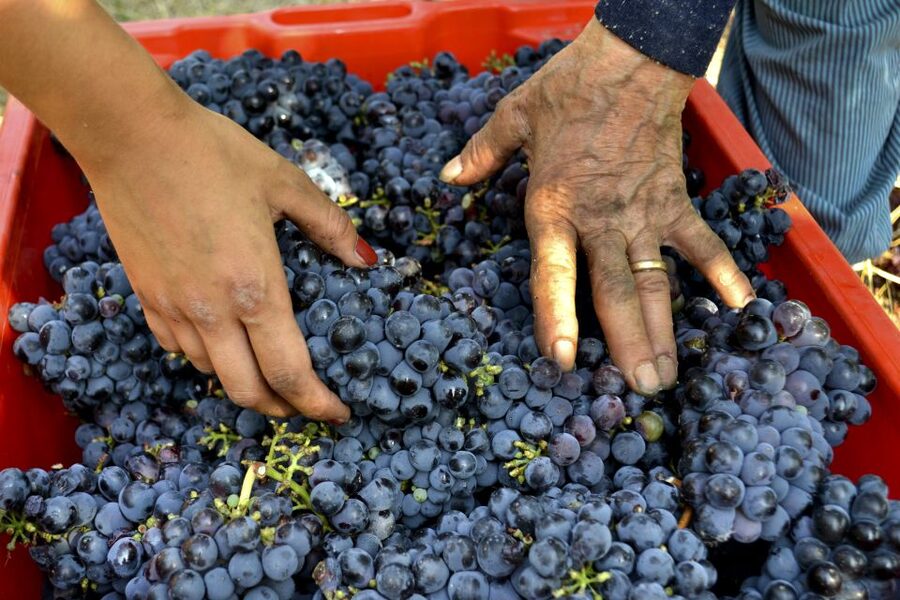 Wine tasting tour with olive oil and salami - Piadina, cassoni, and typical cakes