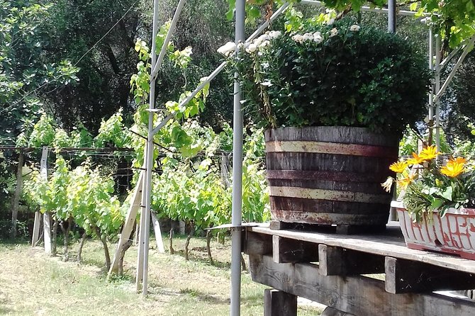 Wine Tour and Olive Tasting- Small Group Tour - What this Corfu tour is trying to do