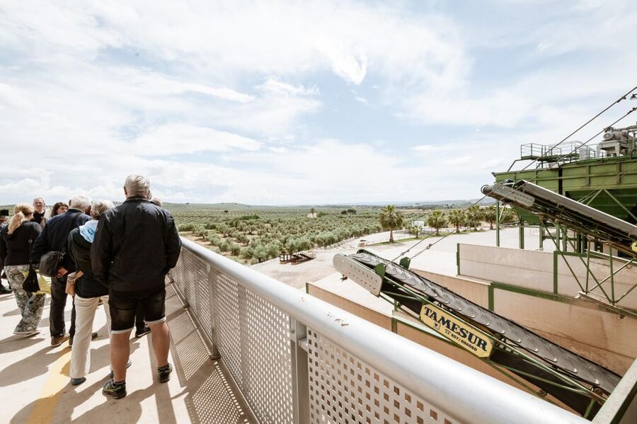 XXI Century Olive Oil Mill Tour - Why this short mill tour is worth your time