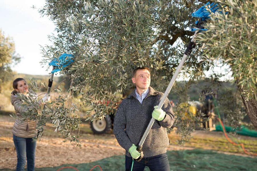 Zadar, Šibenik: olive oil, wine & food tasting, Self Drive - Family stories, Roman roots, and Dalmatian tradition